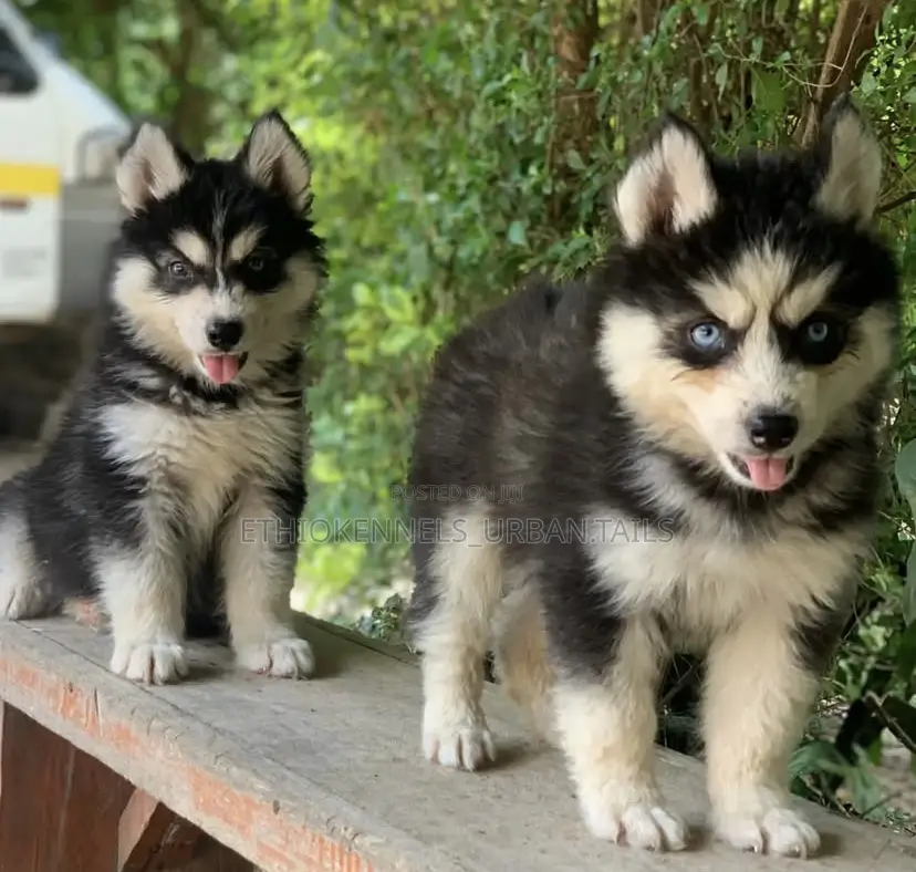 1-3 months Male Purebred Siberian Husky
