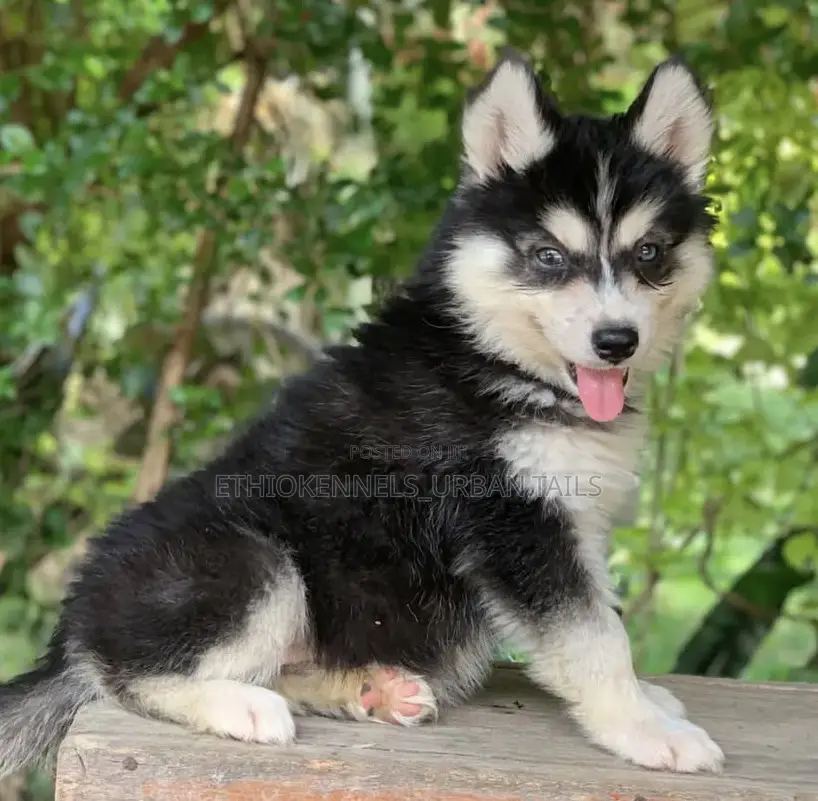 1-3 months Male Purebred Siberian Husky