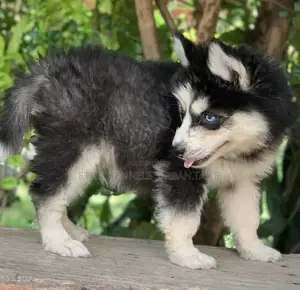 1-3 months Male Purebred Siberian Husky
