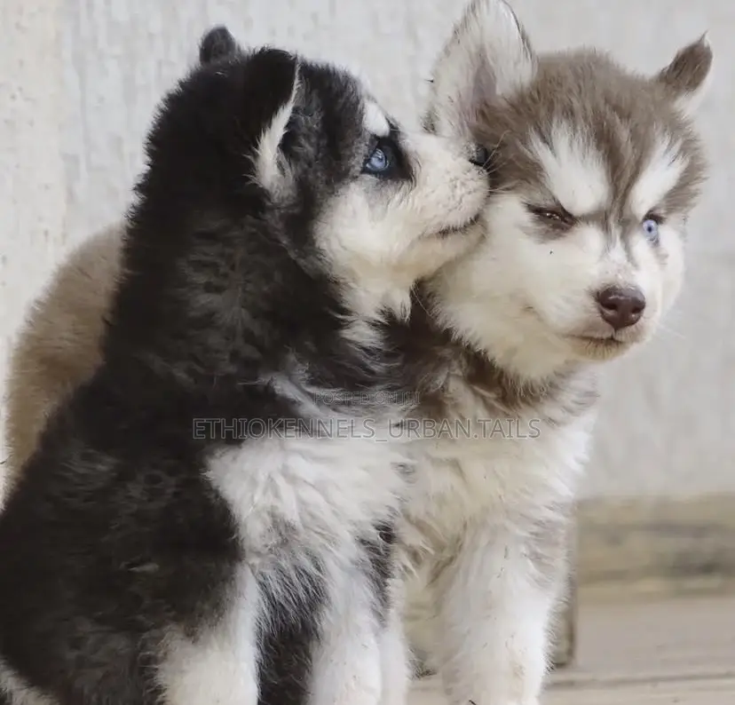 1-3 months Male Purebred Siberian Husky