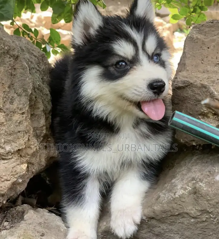 1-3 months Male Purebred Siberian Husky