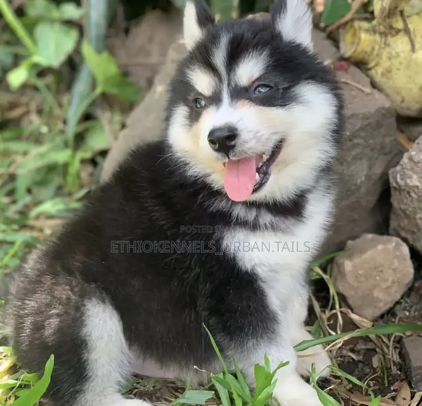 1-3 months Male Purebred Siberian Husky