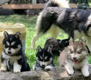 Photo - 1-3 months Male Purebred Siberian Husky
