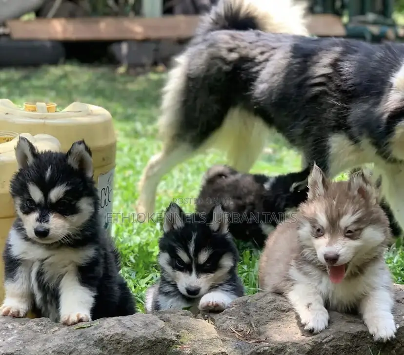 1-3 months Male Purebred Siberian Husky