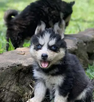 1-3 months Male Purebred Siberian Husky