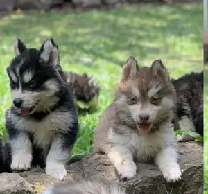 1-3 months Male Purebred Siberian Husky