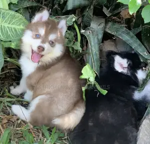 Photo - 1-3 months Male Purebred Siberian Husky