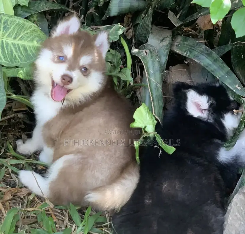 1-3 months Male Purebred Siberian Husky