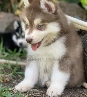 1-3 months Male Purebred Siberian Husky