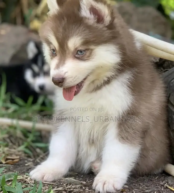 1-3 months Male Purebred Siberian Husky