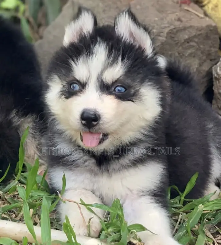 1-3 months Male Purebred Siberian Husky