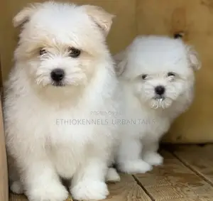 Photo - 1-3 months Male Purebred Maltese