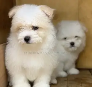 1-3 months Male Purebred Maltese