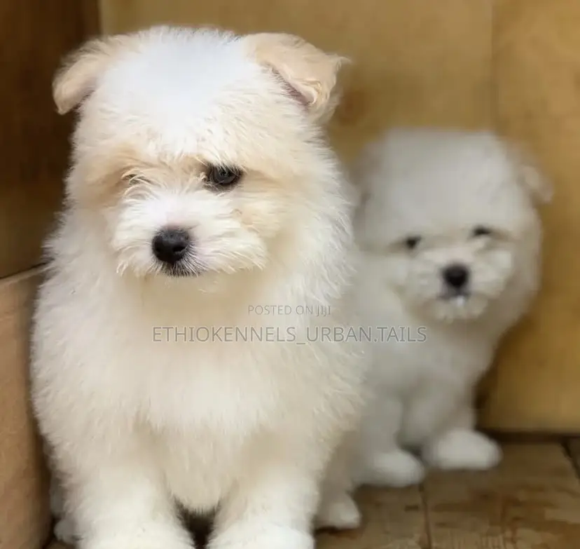 1-3 months Male Purebred Maltese