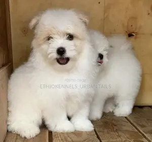 1-3 months Male Purebred Maltese