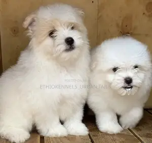 1-3 months Male Purebred Maltese