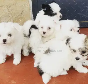 Photo - 1-3 months Female Mixed Breed Maltese