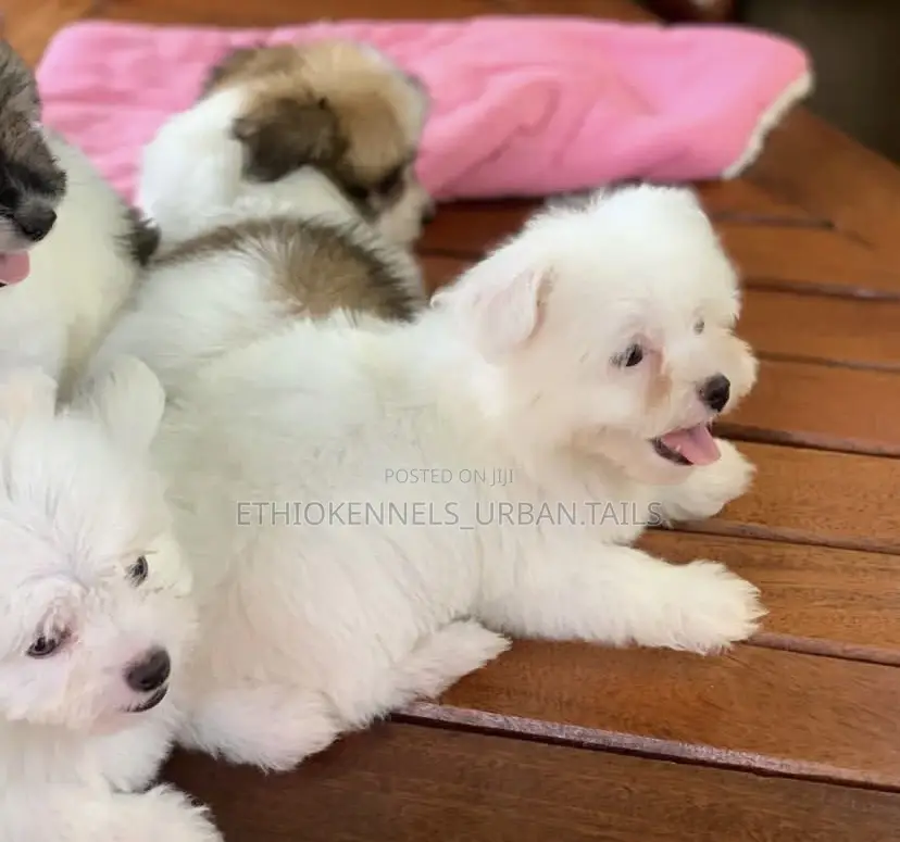 1-3 months Female Mixed Breed Maltese