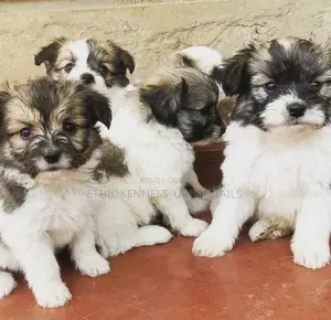 Photo - 1-3 months Male Mixed Breed Maltese