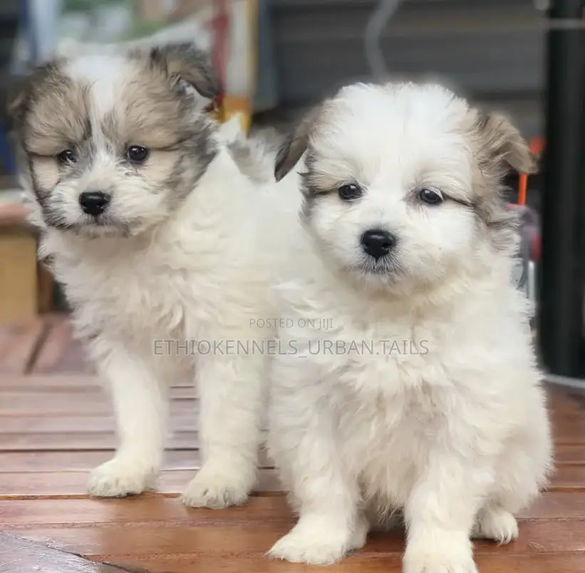 1-3 months Male Mixed Breed Maltese