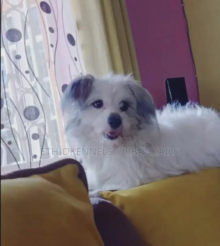3-6 months Male Mixed Breed Maltese