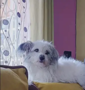 3-6 months Male Mixed Breed Maltese