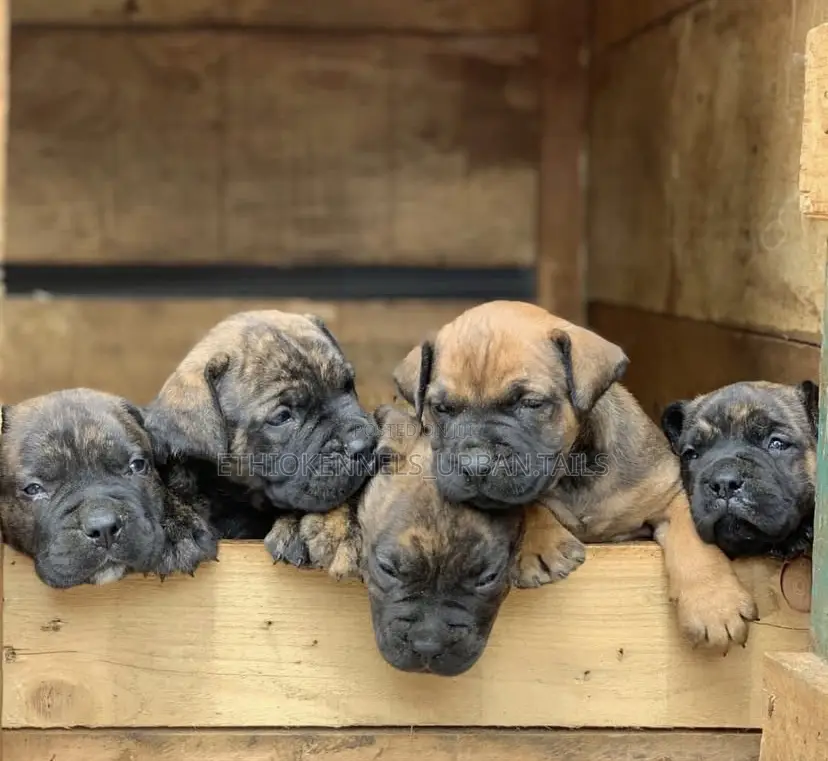 1-3 months Male Purebred Mastiff