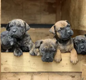 1-3 months Male Purebred Mastiff