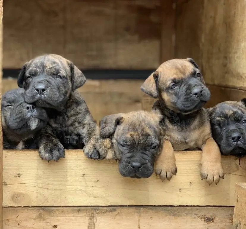 1-3 months Male Purebred Mastiff