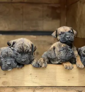 1-3 months Male Purebred Mastiff