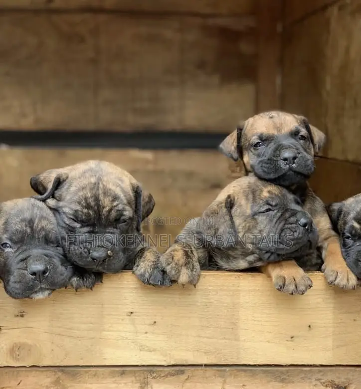 1-3 months Male Purebred Mastiff