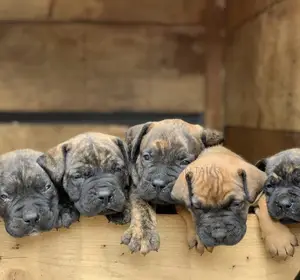 1-3 months Male Purebred Mastiff