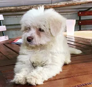 Photo - 1-3 months Male Purebred Maltese