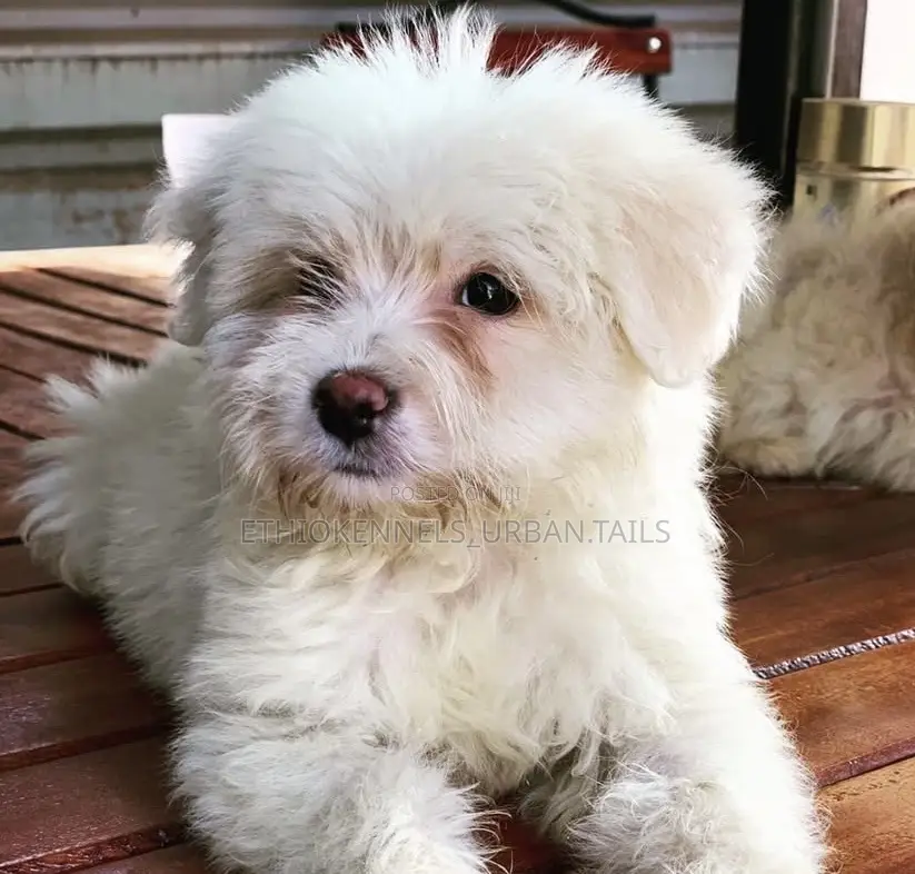 1-3 months Male Purebred Maltese