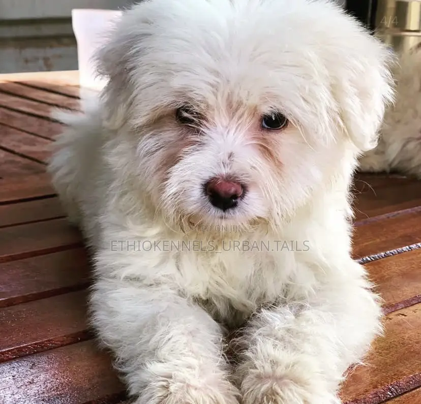 1-3 months Male Purebred Maltese