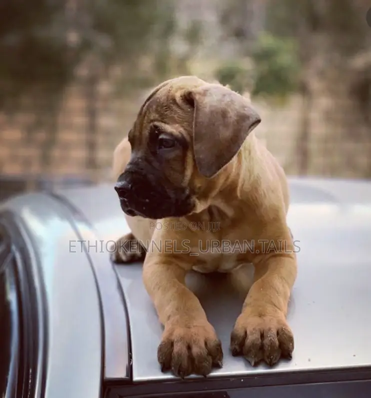 1-3 months Male Purebred Mastiff