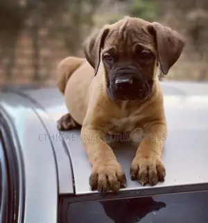 1-3 months Male Purebred Mastiff