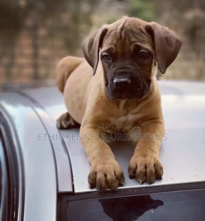 1-3 months Male Purebred Mastiff