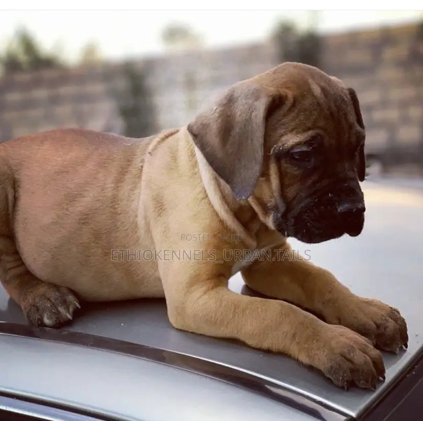 1-3 months Male Purebred Mastiff