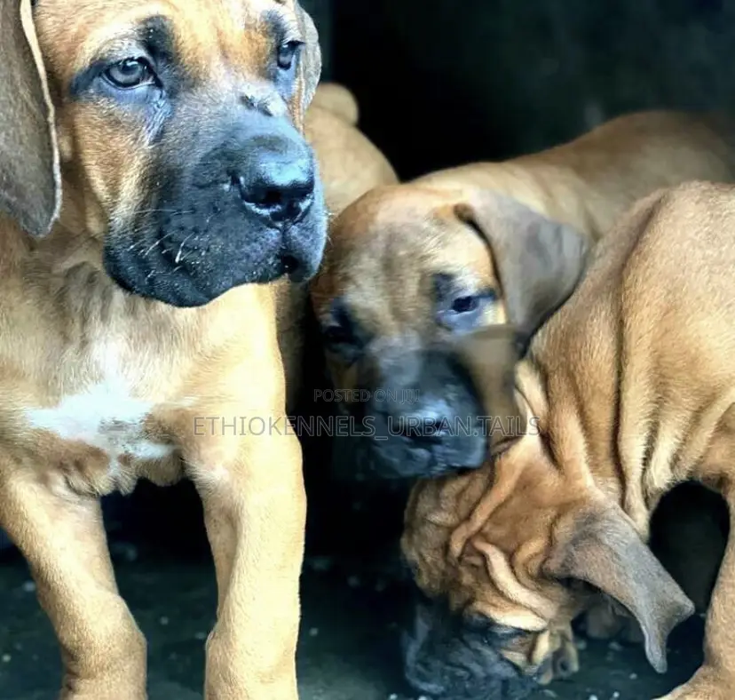 1-3 months Male Purebred Boerboel