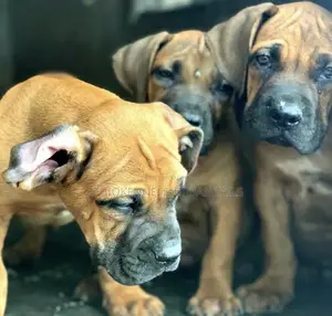 1-3 months Male Purebred Boerboel