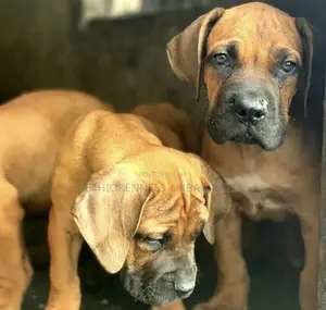 1-3 months Male Purebred Boerboel