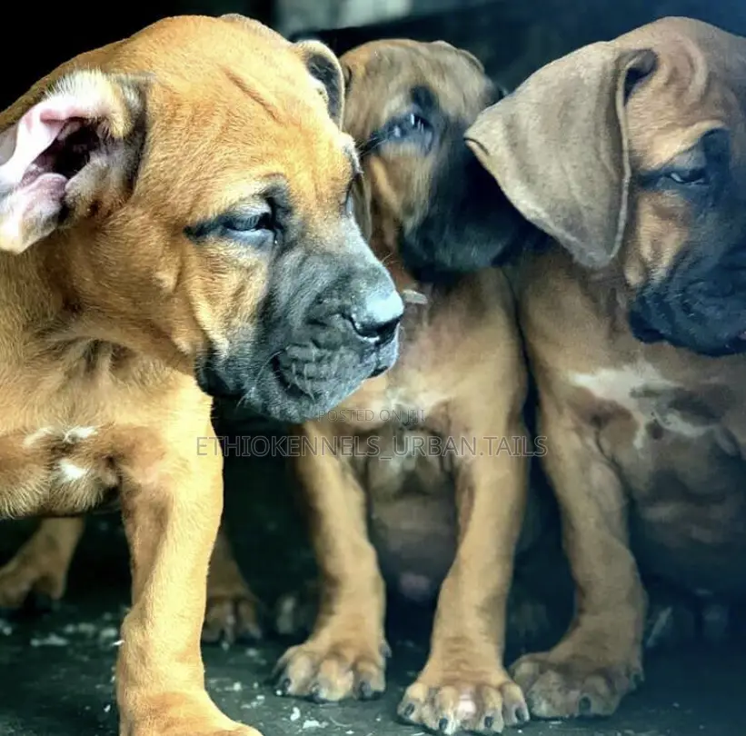 1-3 months Male Purebred Boerboel