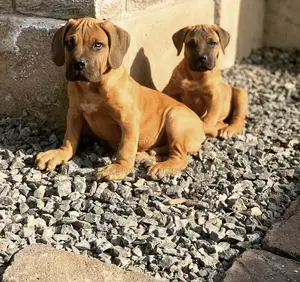 Photo - 1-3 months Male Purebred Boerboel