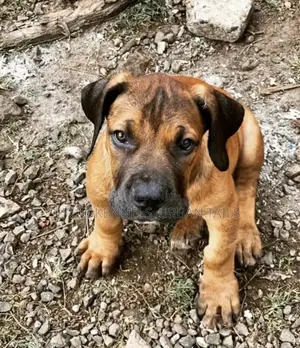 1-3 months Male Purebred Boerboel