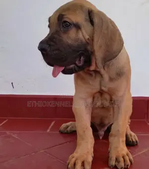 1-3 months Male Purebred Boerboel