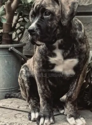 Photo - 1-3 months Male Purebred Boerboel