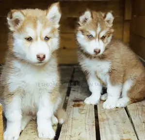 Photo - 1-3 months Male Purebred Siberian Husky