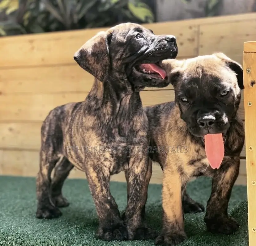 1-3 months Female Purebred Mastiff