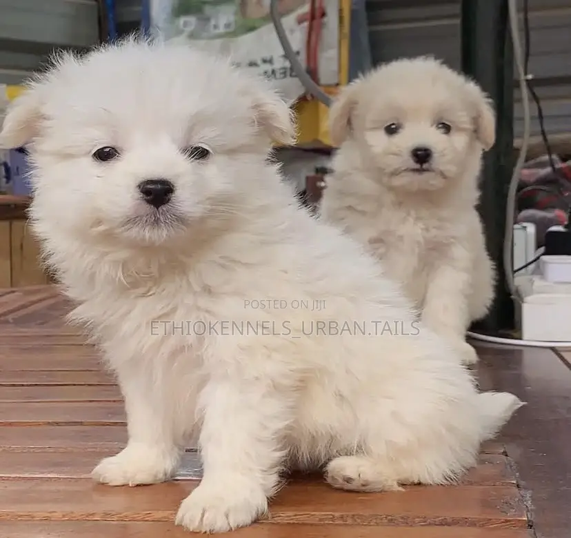 1-3 months Male Purebred Maltese